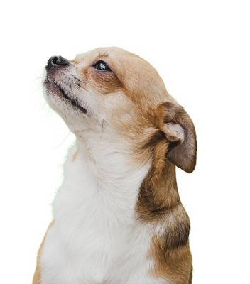 Vet-Trastevere-Cardiologia2