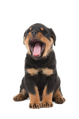 cagnolino