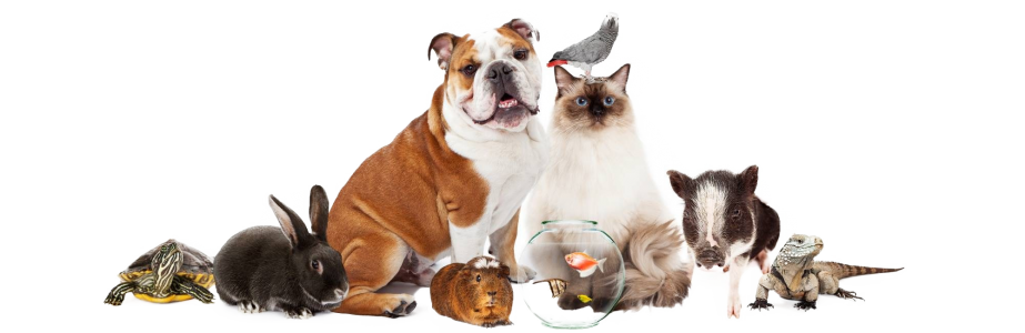 vet-trastevere-animali-domestici-contatti